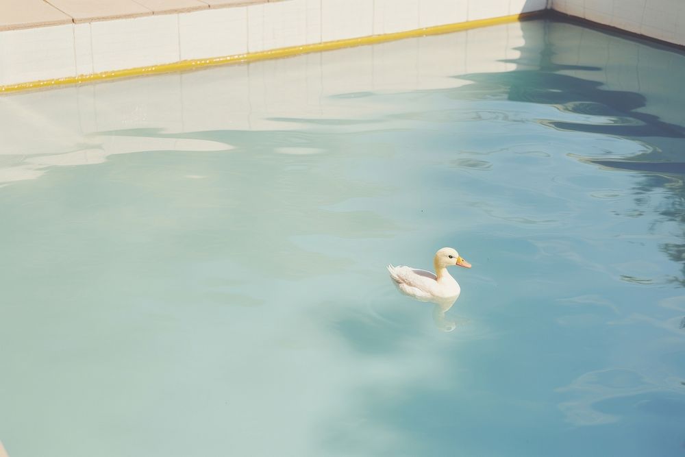 Swimming pool duck animal bird.