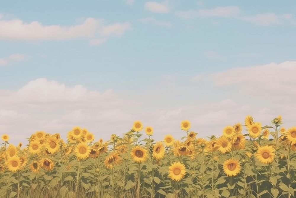 Sunflowers landscape backgrounds outdoors nature.