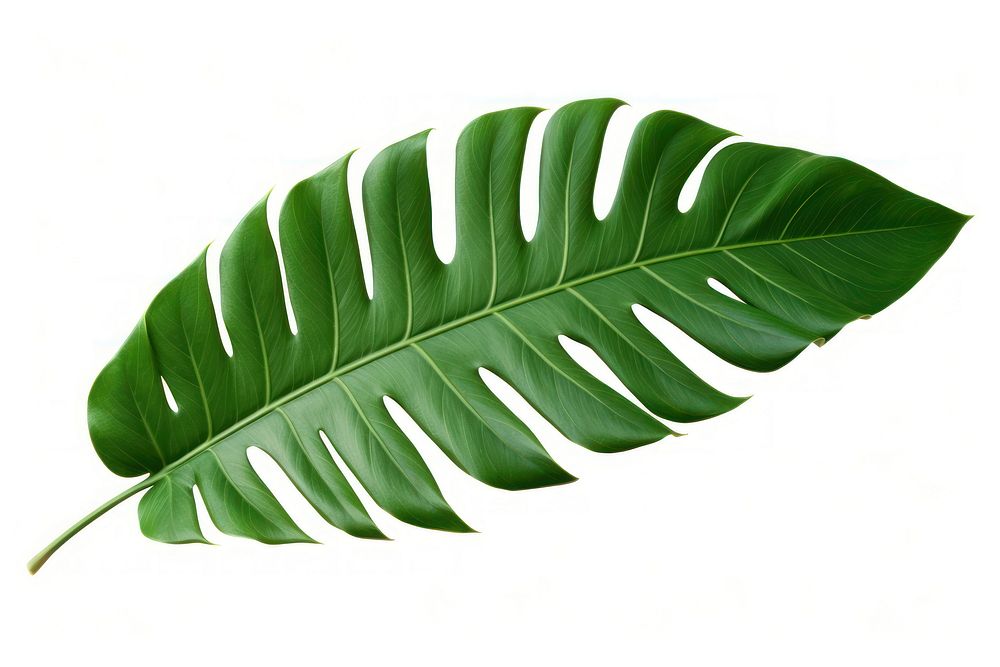 Tropical plant leaf white background freshness clothing.