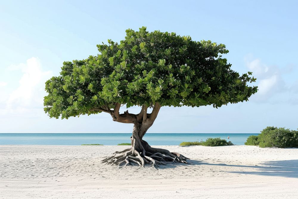 Tropical tree on the beach outdoors nature plant.