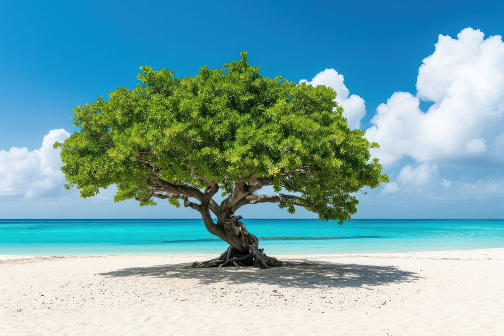 Tropical tree on the beach landscape outdoors nature.