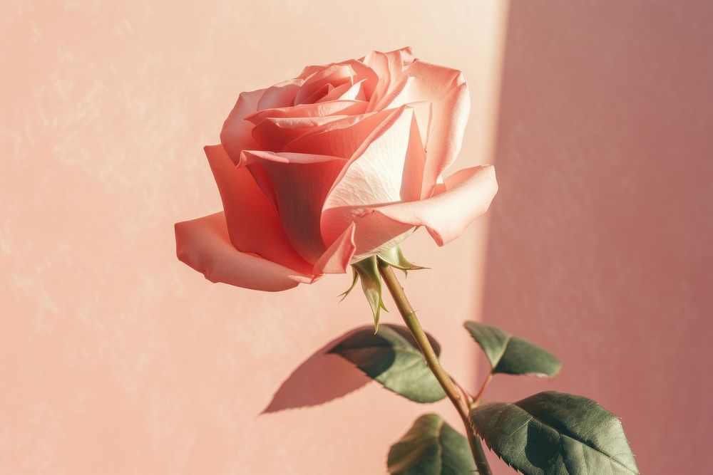 Valentine rose flower plant. AI generated Image by rawpixel.