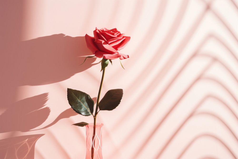 Valentine rose flower shadow. AI generated Image by rawpixel.