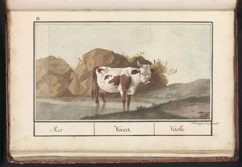 Koe (Bos taurus) (1790 - 1814) by J Verbrugghe