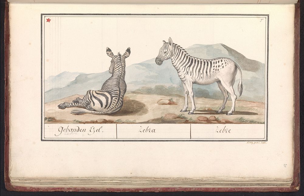 Zebra (Equus quagga) (1795) by Ducq