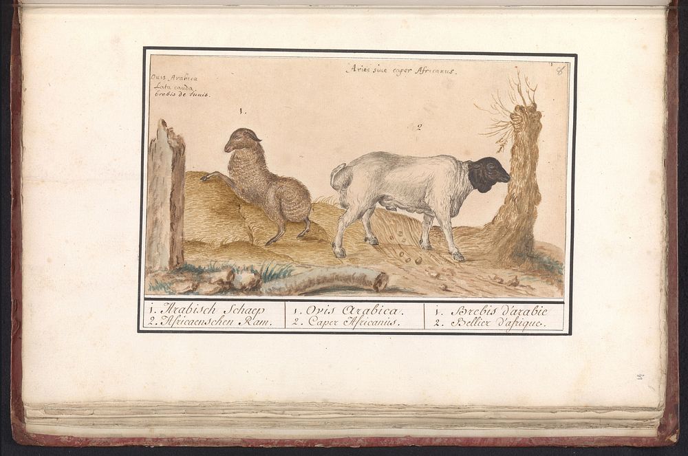 Wild schaap (Ovis) en Afrikaanse geit (Capra) (1596 - 1610) by Anselmus Boëtius de Boodt and Elias Verhulst
