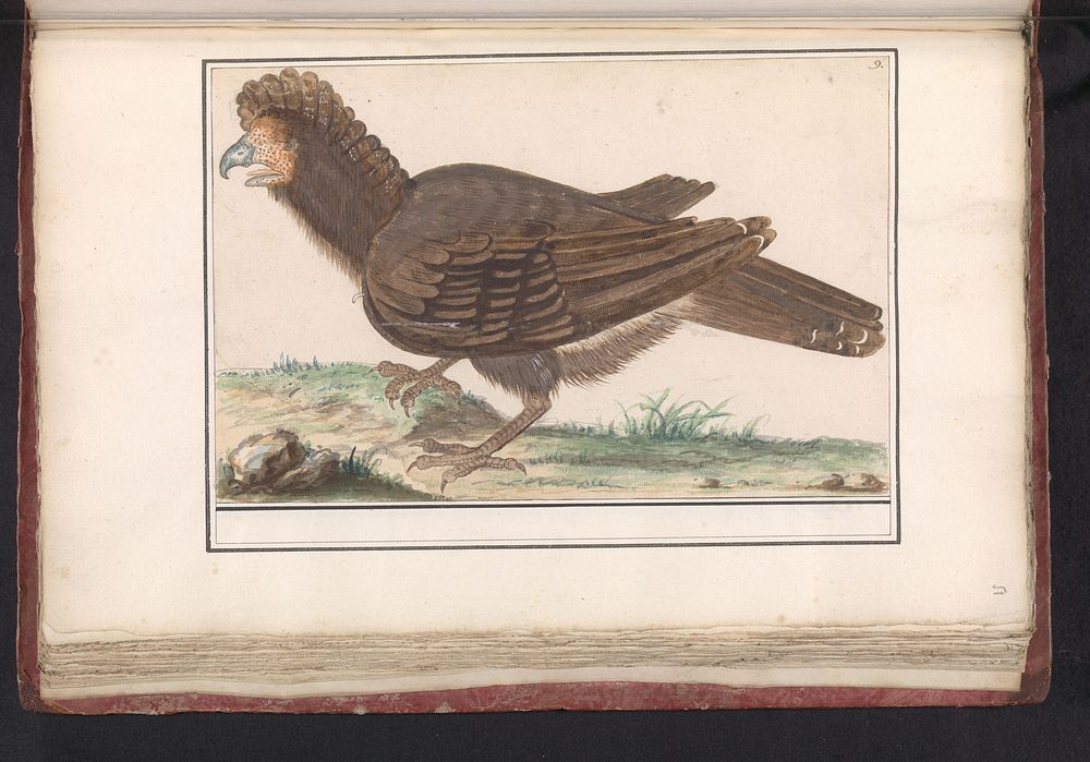 Hoendervogel (Galliformes) (1596 - 1610) by Anselmus Boëtius de Boodt and Elias Verhulst