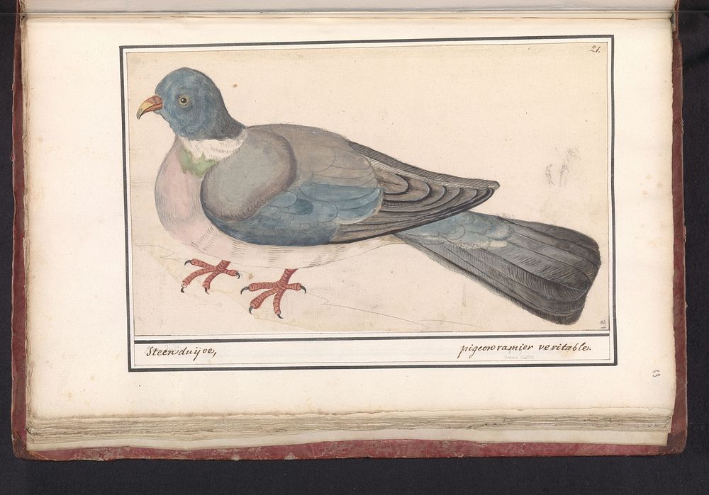 Rock Pigeon (1596 - 1610) by Anselmus Boëtius de Boodt and Elias Verhulst