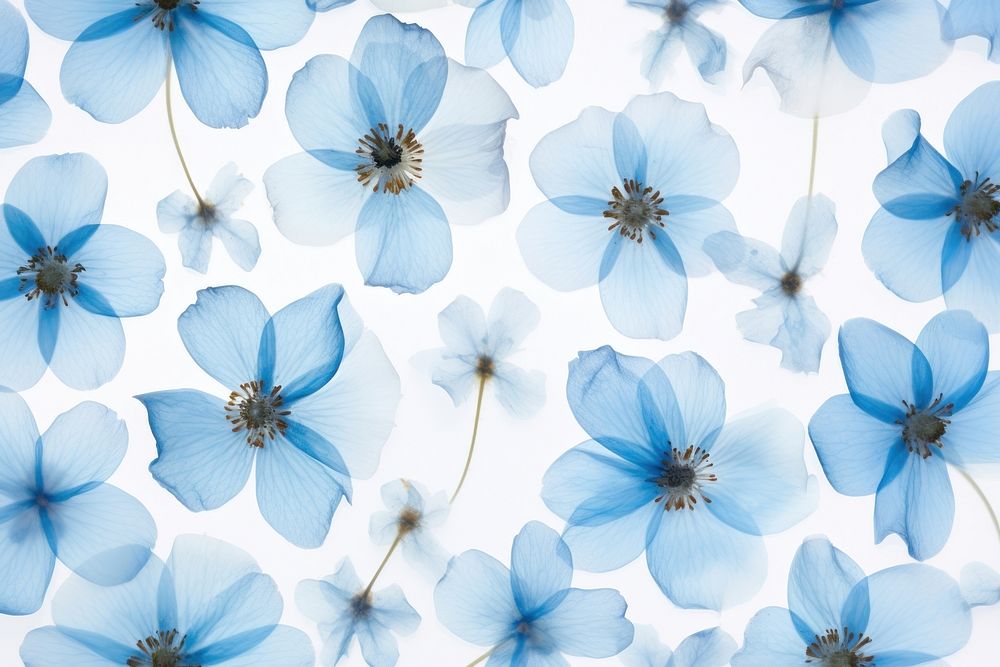 Real Pressed blue flower pattern backgrounds nature petal.
