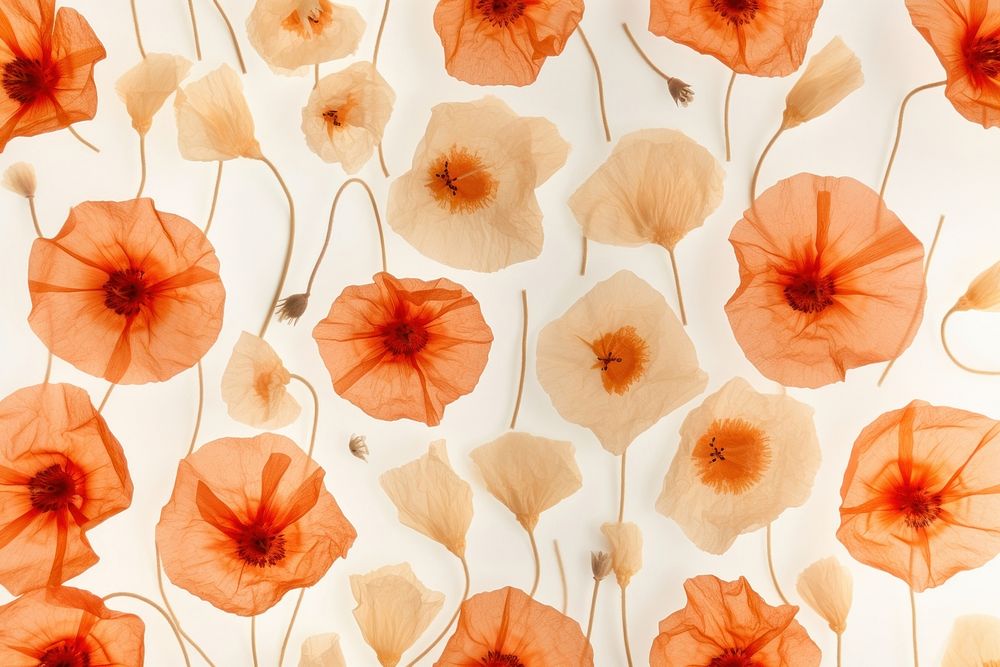 Real Pressed poppy pattern flower backgrounds petal.