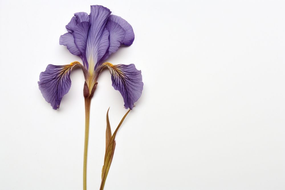 Real Pressed a iris flower petal plant.