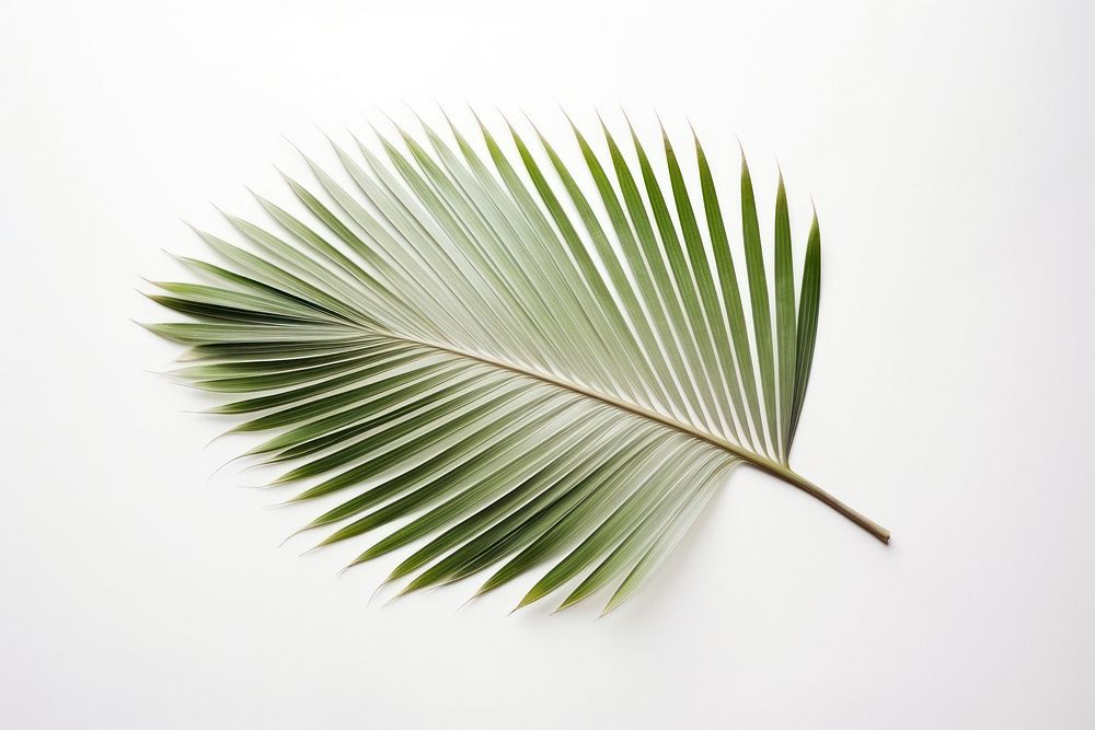 Real Pressed a palm leaves plant leaf tree.
