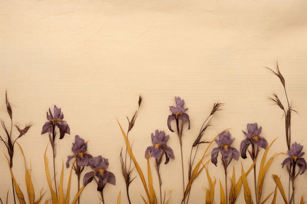 Real Pressed iris border flower backgrounds pattern.