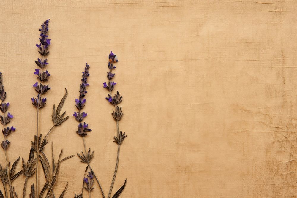Real Pressed lavender border flower backgrounds textured.
