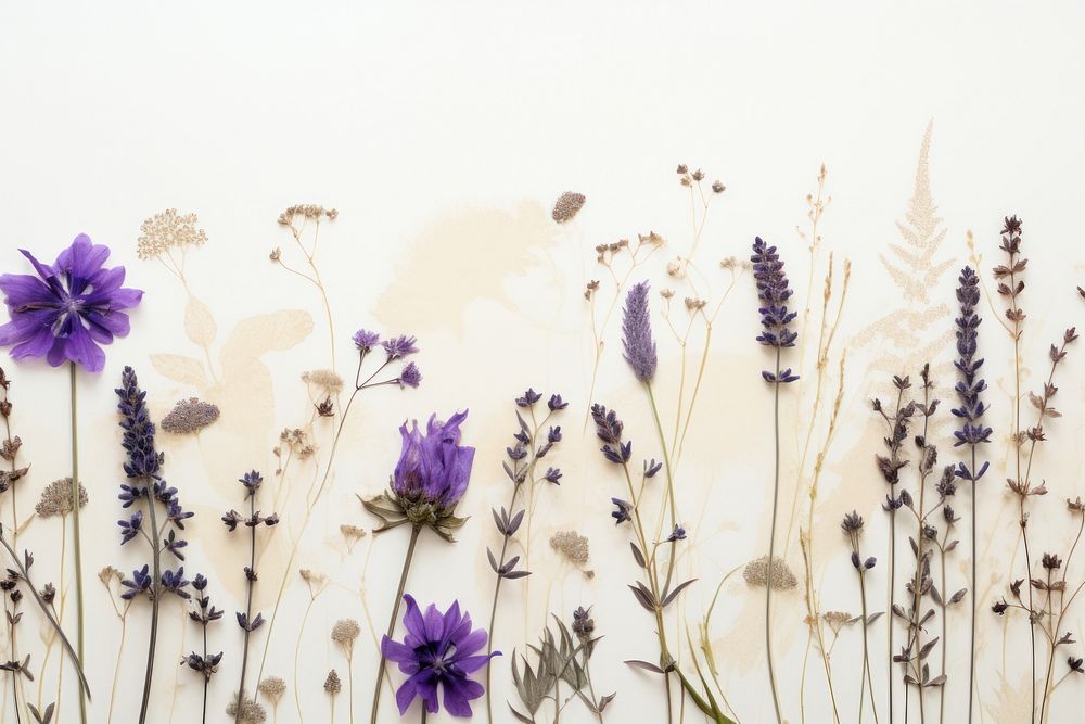 Real Pressed mixed purple flowers herbs backgrounds lavender.