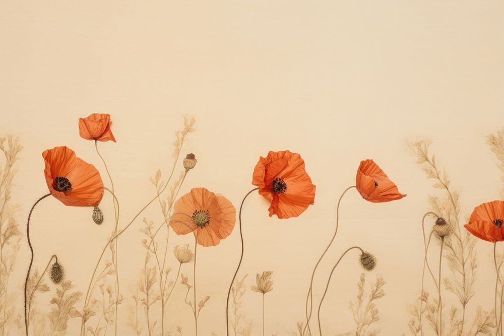 Real Pressed poppy border flower painting plant.