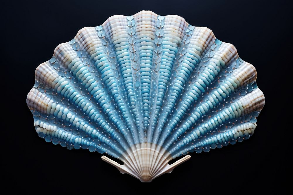 Blue sea shell clam invertebrate seashell.