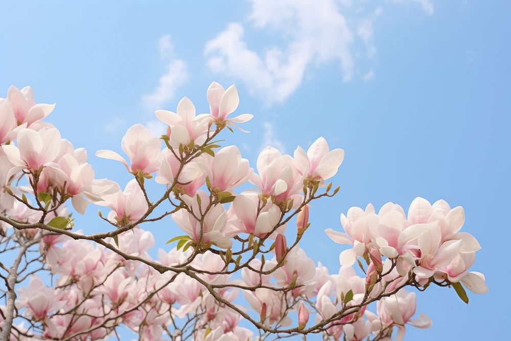 Magnolia flowers sky outdoors blossom.
