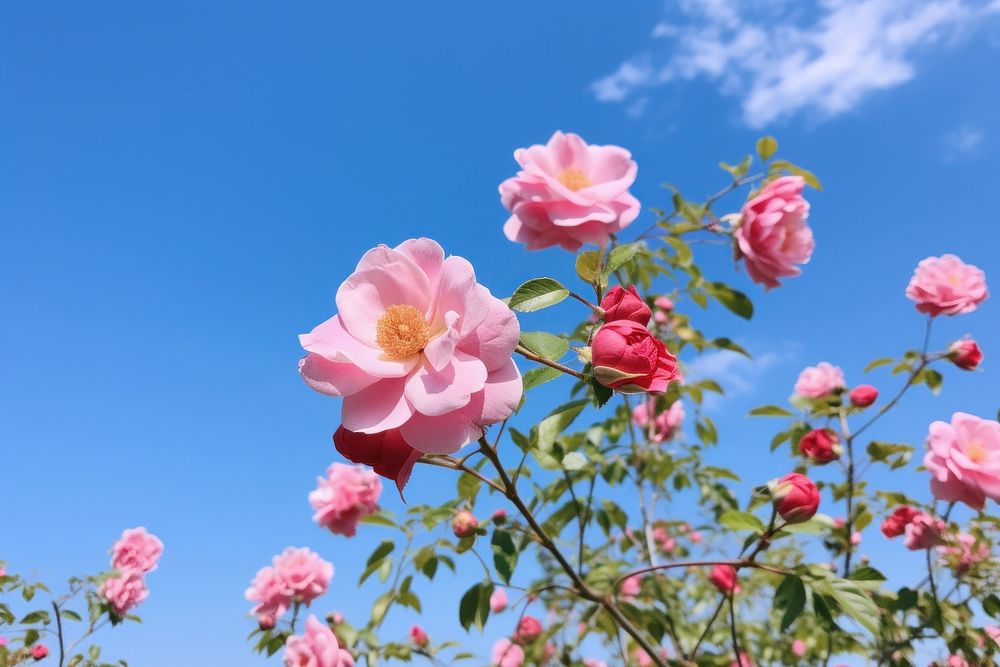 Wild rose sky outdoors blossom.