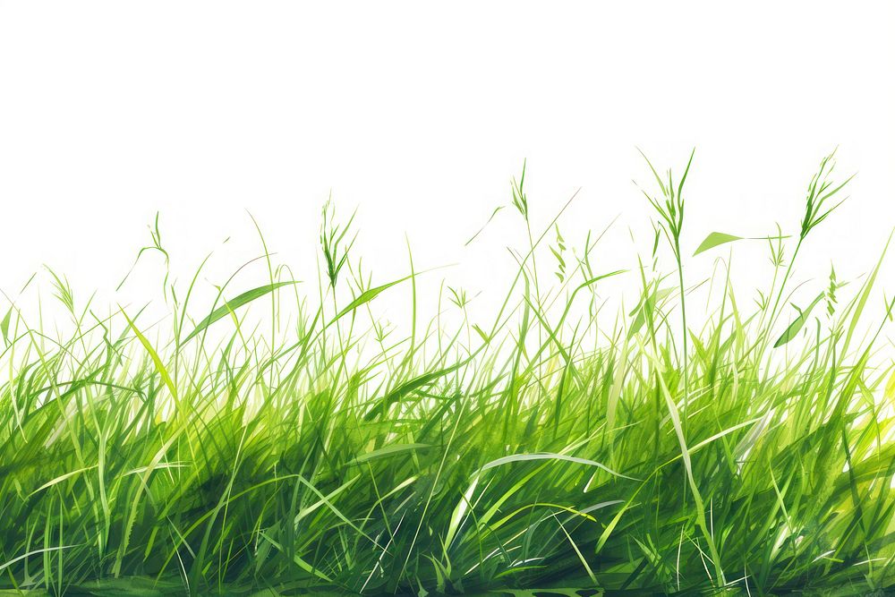 Grass grass backgrounds plant.