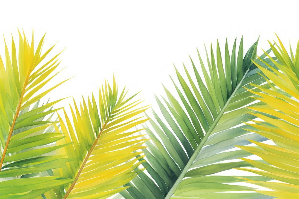 Coconut leaves border backgrounds outdoors nature.