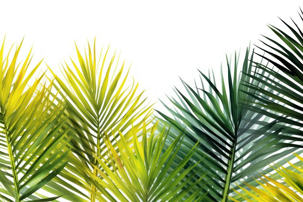 Palm leaves backgrounds vegetation sunlight.