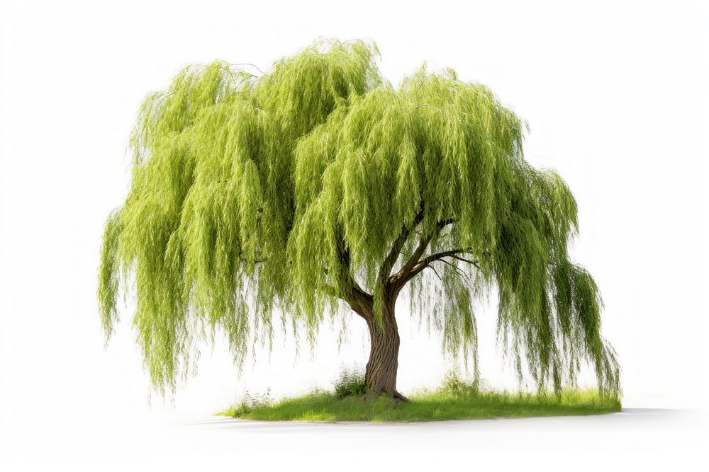 Willow tree plant white background tranquility.