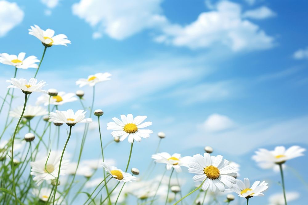 Daisy flowers sky backgrounds outdoors.