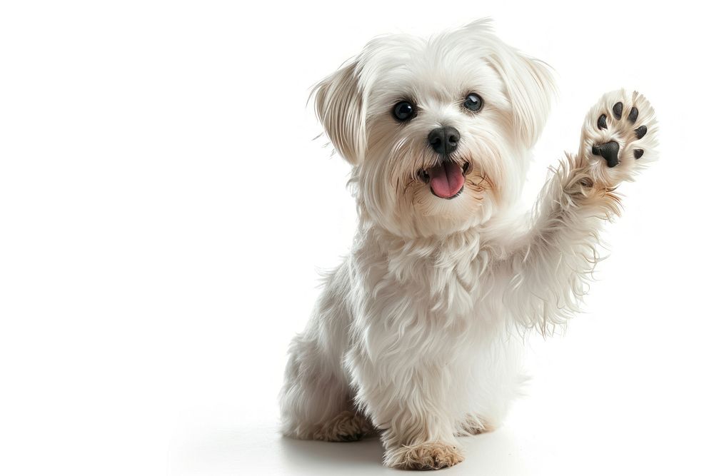 Dog maltese terrier mammal.