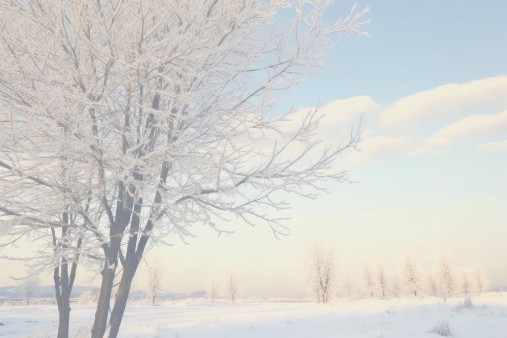 Aesthetic winter scenery photo outdoors nature plant.