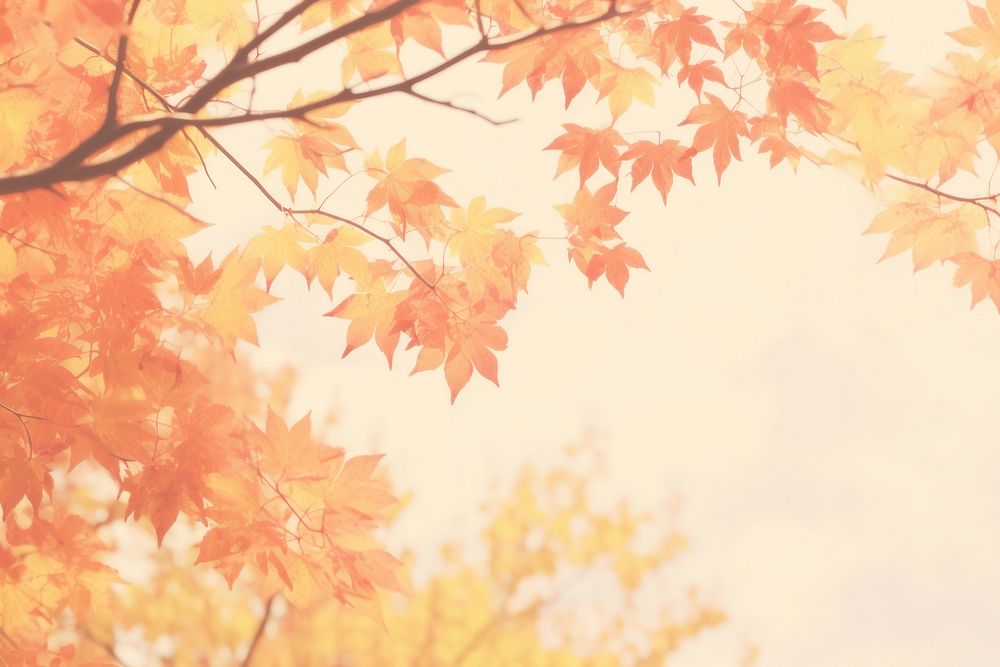 Aesthetic autumn scenery photo backgrounds plant tree.