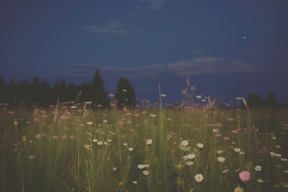 Aesthetic night meadow photo landscape grassland astronomy.