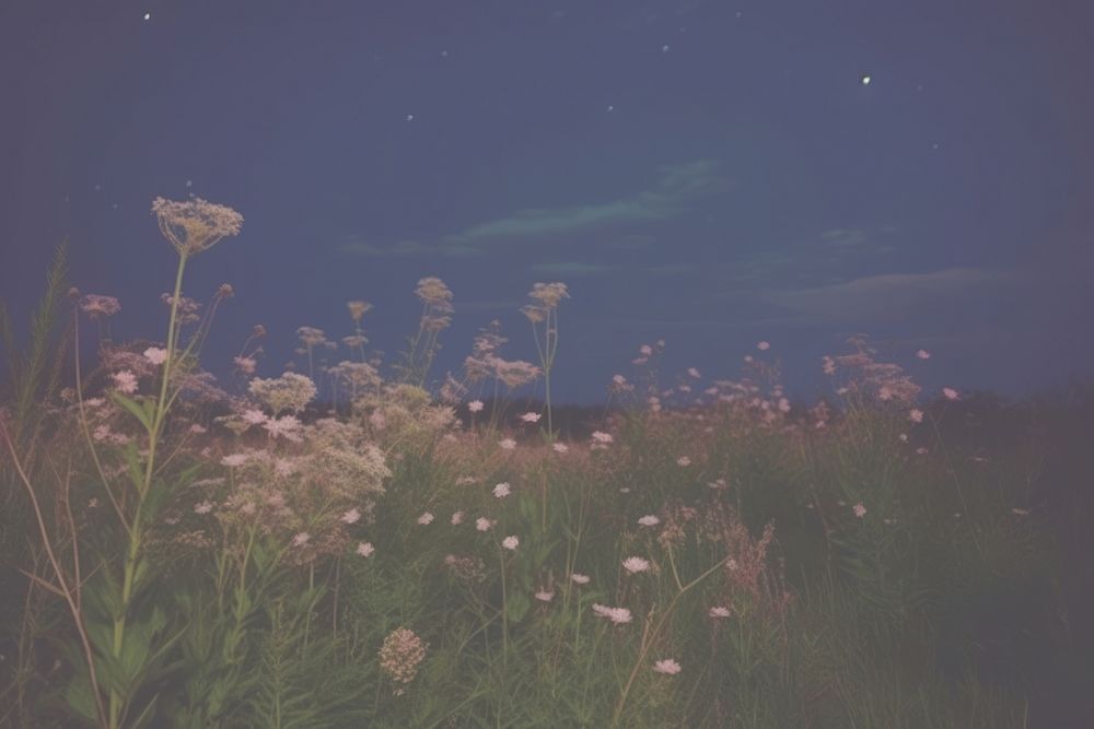 Aesthetic night meadow photo grassland landscape outdoors.