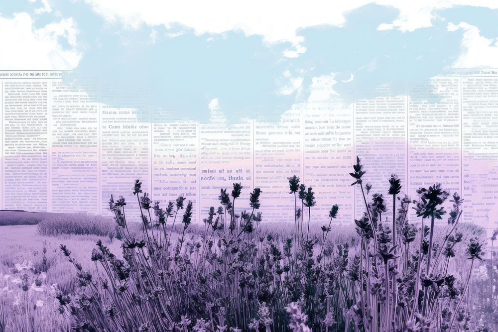 Lavender field border landscape outdoors flower.