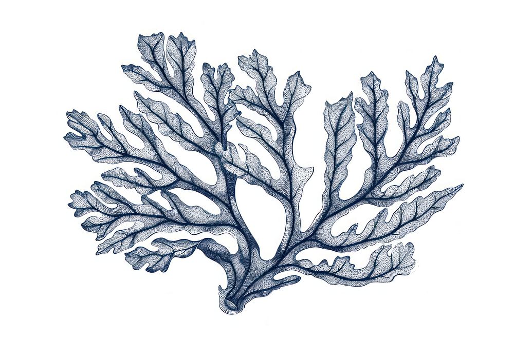 Antique of coral leaf drawing sketch nature.