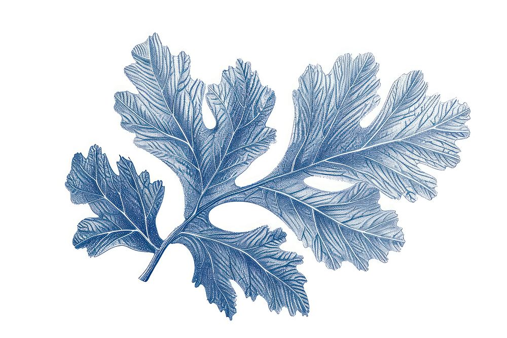 Antique of coral leaf drawing sketch plant.