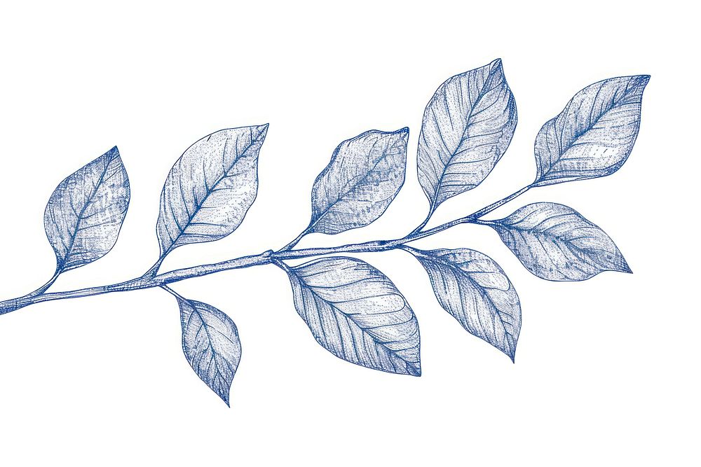 Antique of leaf drawing sketch plant.
