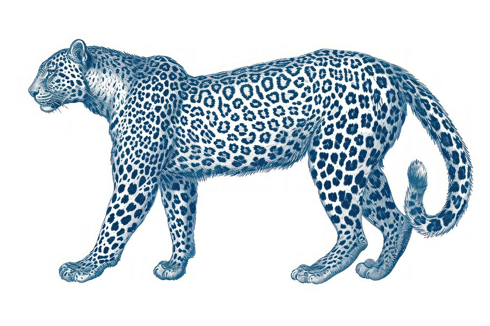 Antique of leopard wildlife drawing animal.