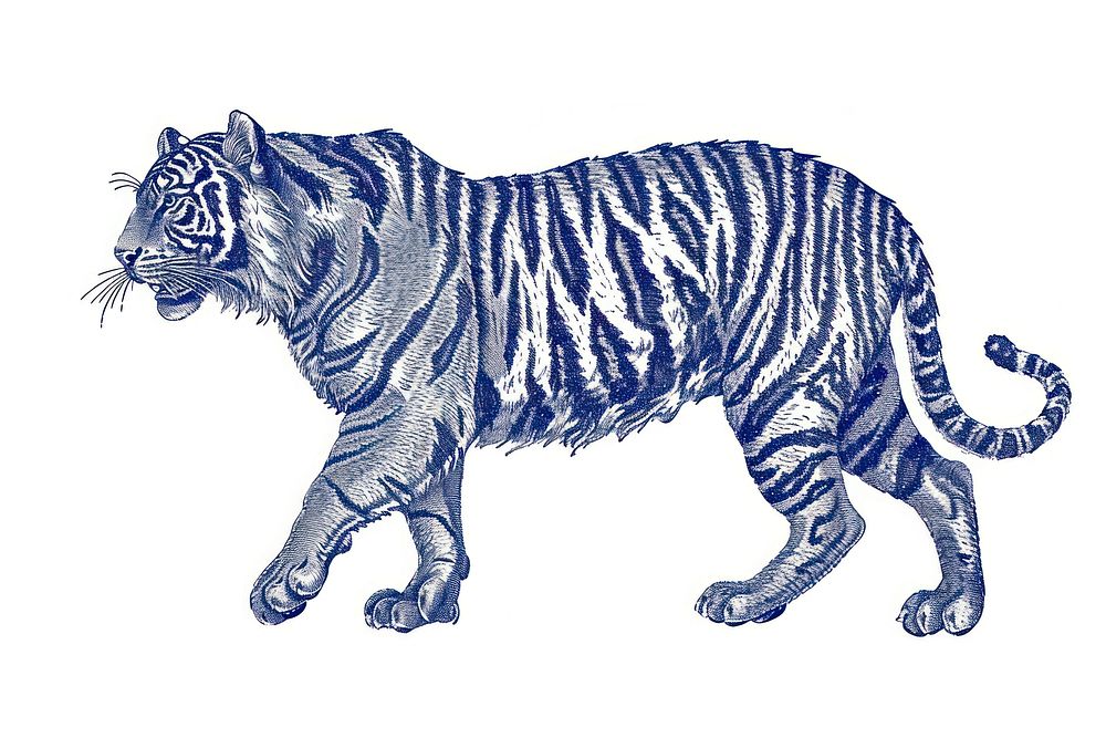 Antique of tiger wildlife drawing animal.