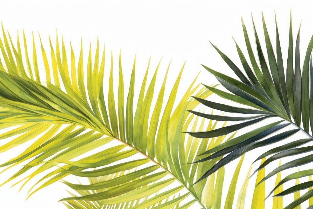 Palm leaves nature backgrounds outdoors.
