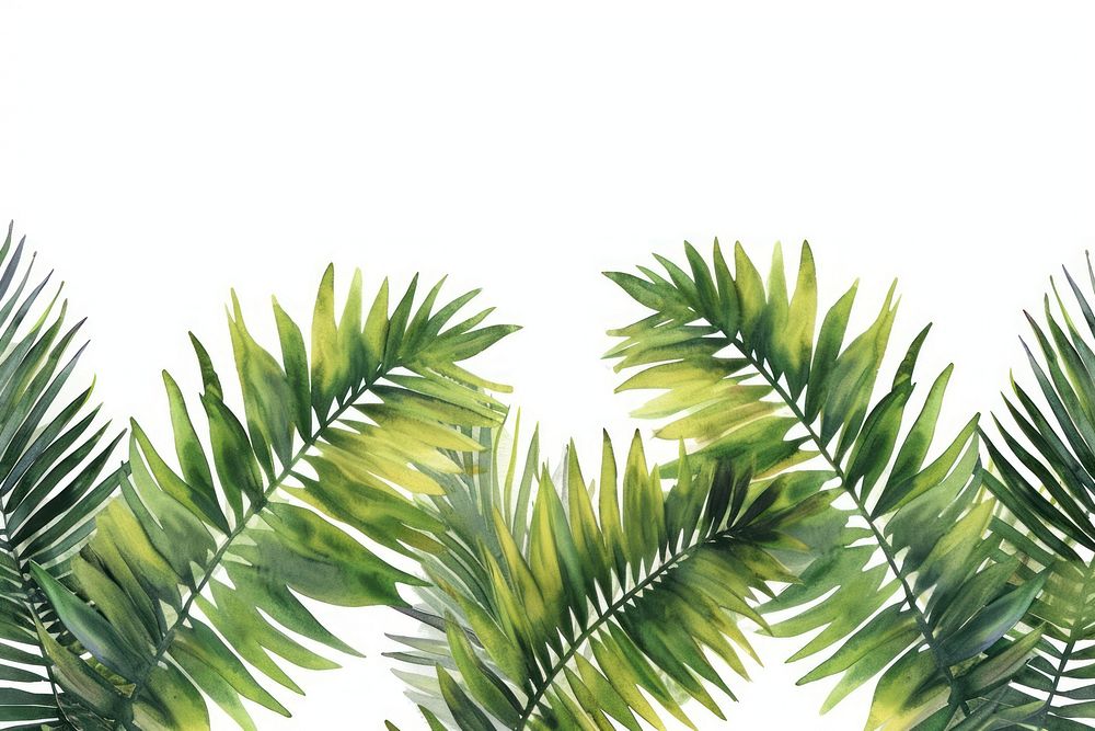 Palm leaves border backgrounds nature plant.