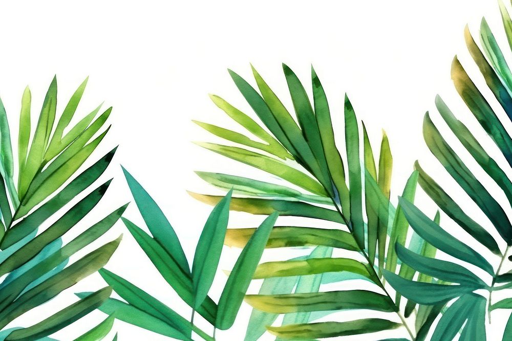 Palm leaves nature backgrounds plant.