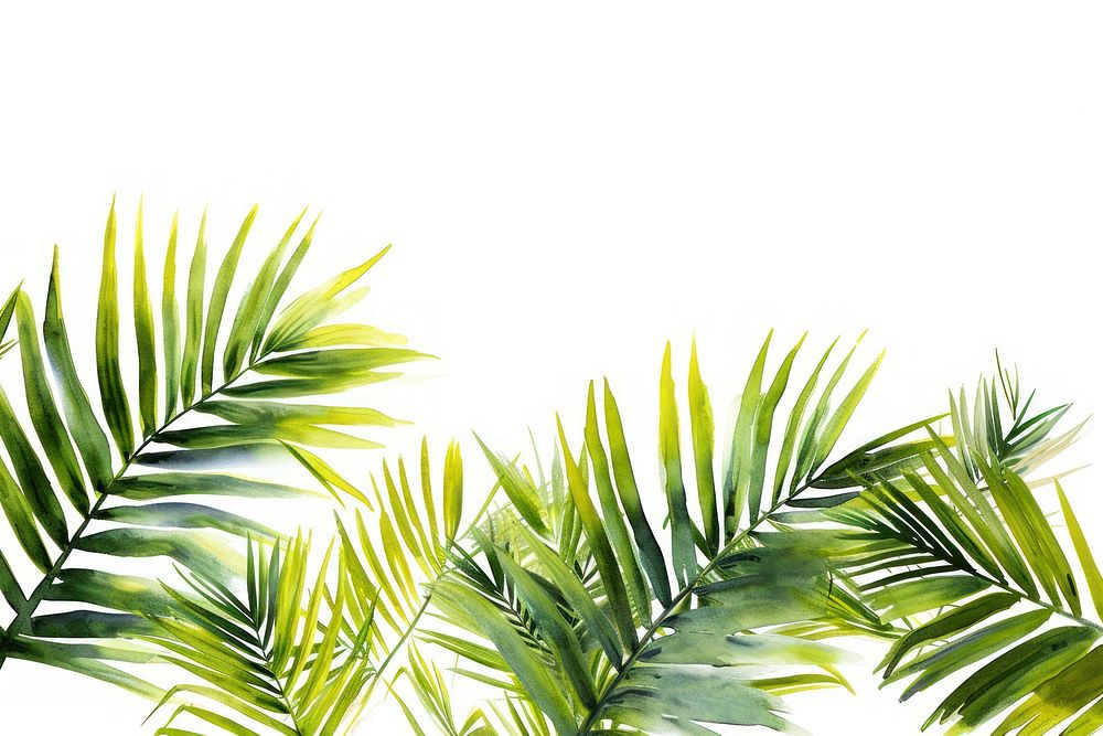 Palm leaves border nature backgrounds outdoors.