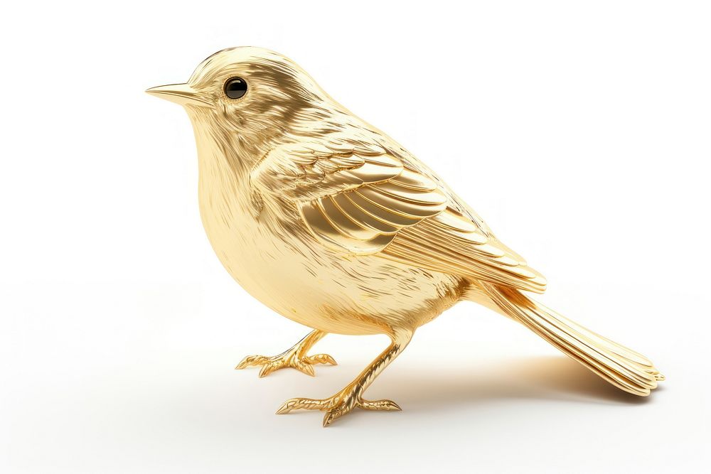 Bird sparrow animal canary.