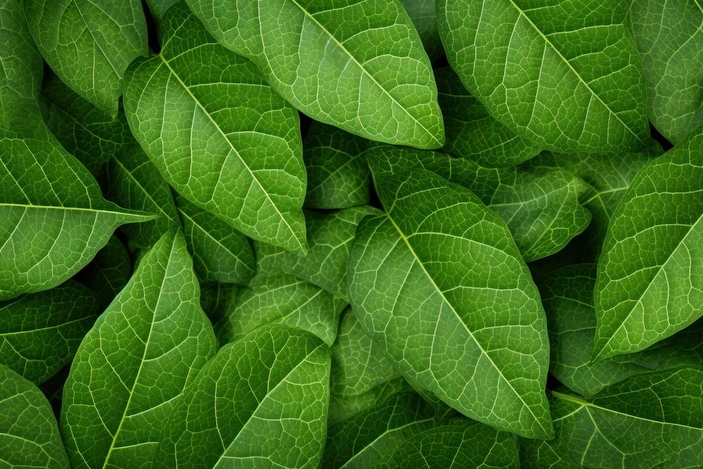 Leaves texture background backgrounds plant green. AI generated Image by rawpixel.
