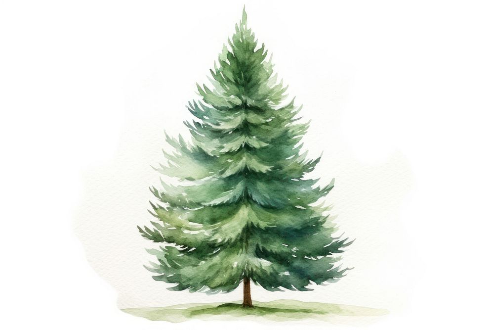 A christmas tree plant pine fir. AI generated Image by rawpixel.