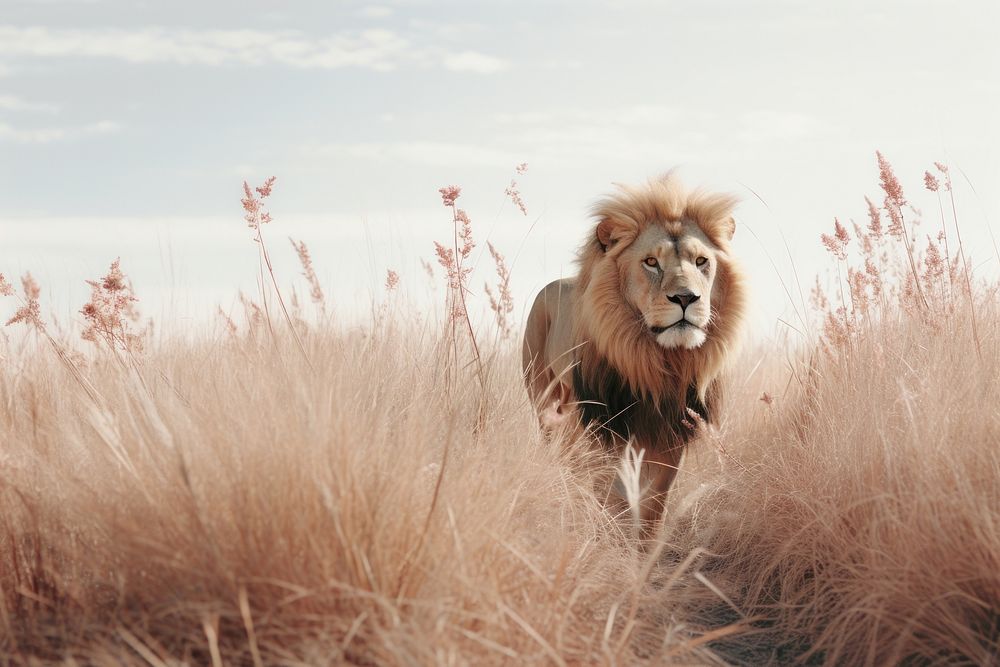 A lion grassland wildlife outdoors.