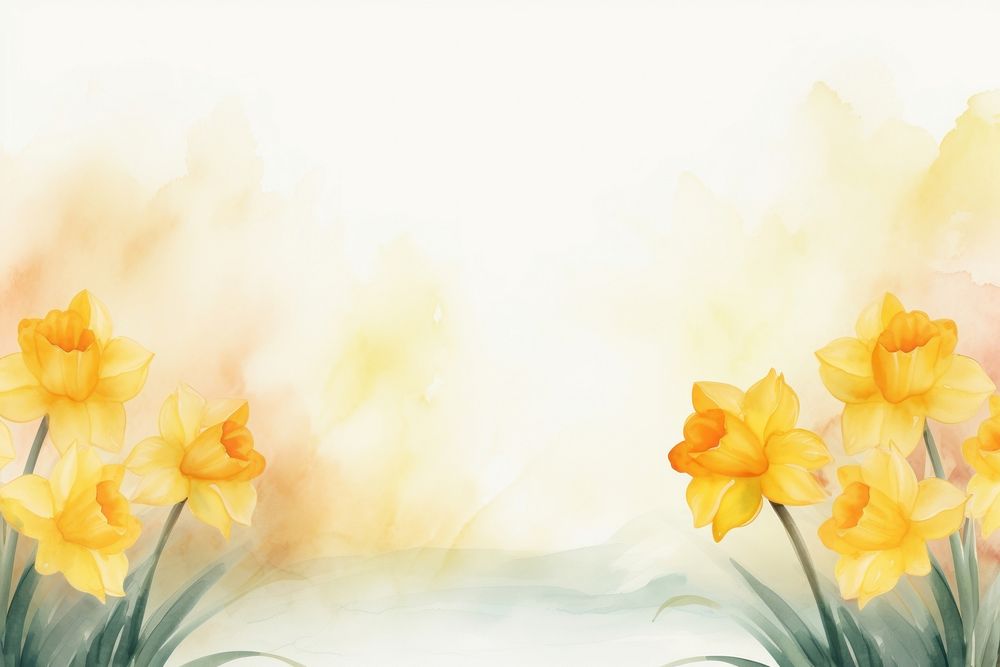 Daffodil border backgrounds flower plant.