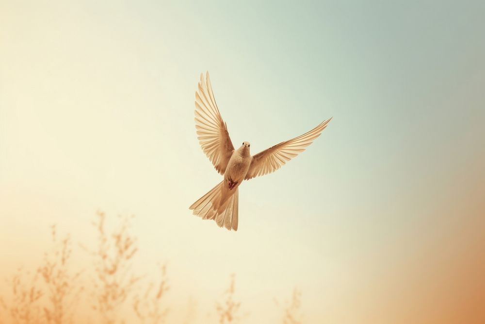 Aesthetic Photography bird flying outdoors animal sky.