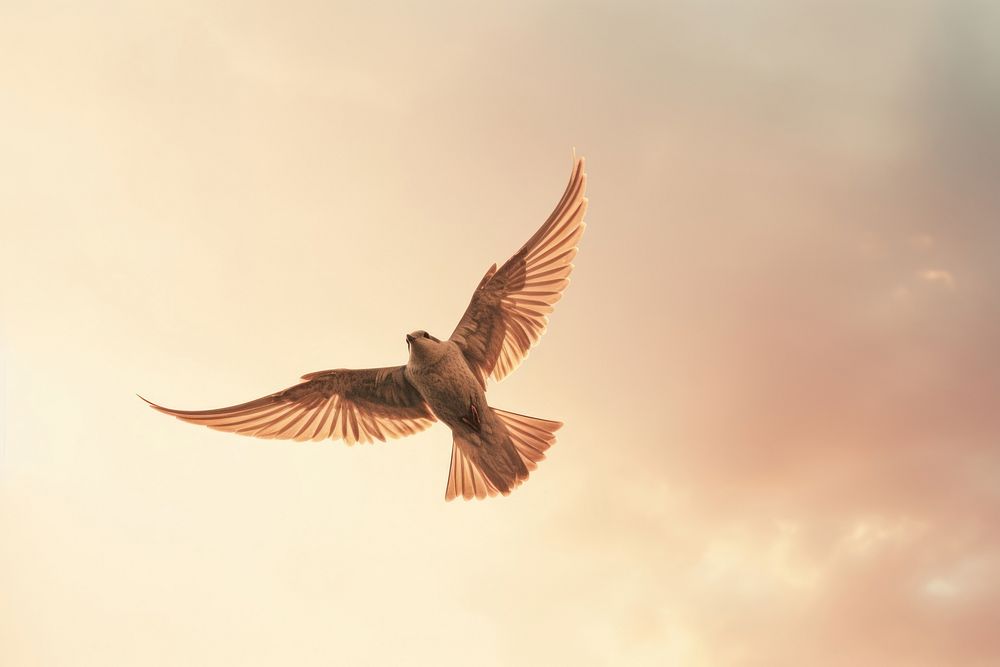 Aesthetic Photography bird flying animal sky wildlife.